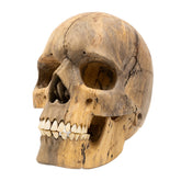 Wood Skull - Life Size Large 9.5" Hand Carved Human Skull Replica Skeleton Head