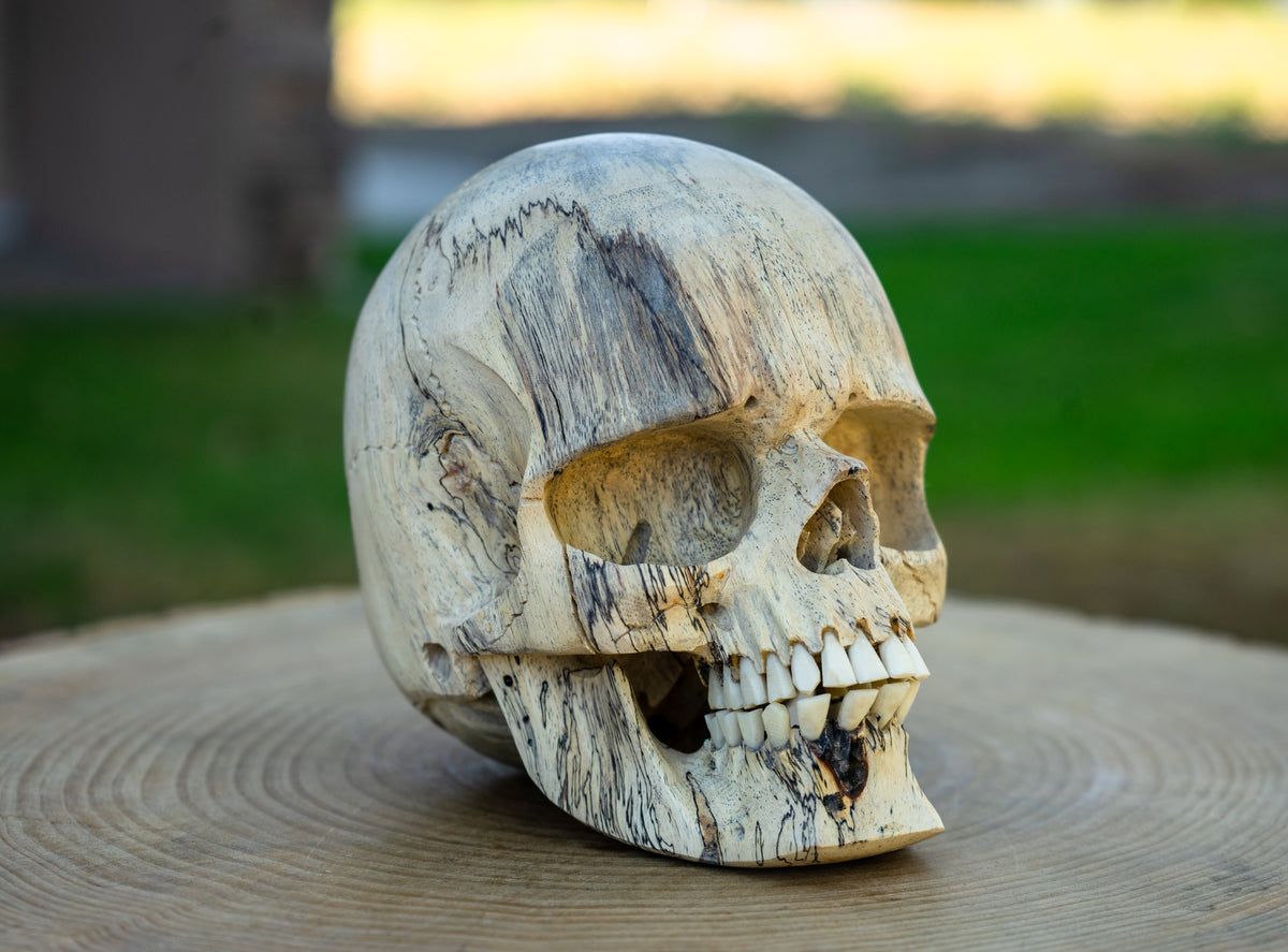 Tamarind 5" Life Size Wood Skull