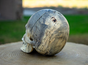 Tamarind 5" Life Size Wood Skull