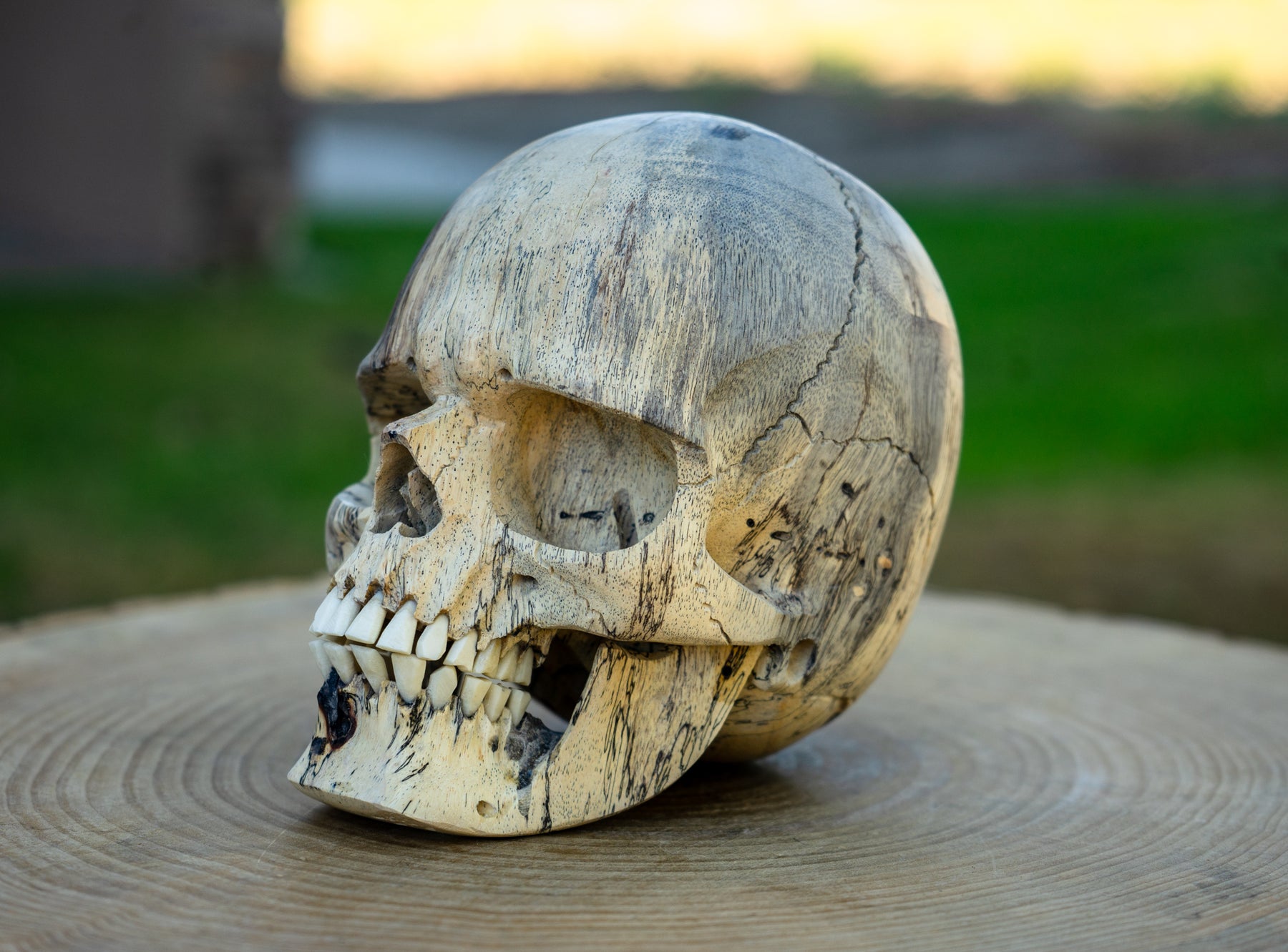 Tamarind 5" Life Size Wood Skull