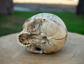 Tamarind Wood 5.5" Jawless Skull