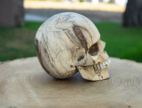 Tamarind 6" Life Size Wood Skull