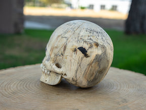 Tamarind 6" Life Size Wood Skull