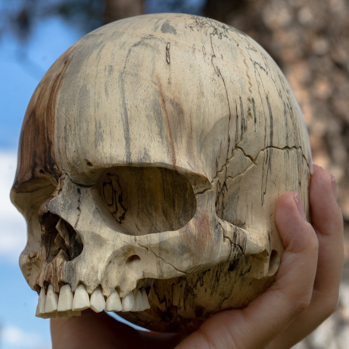 Tamarind Wood 5.5" Jawless Skull